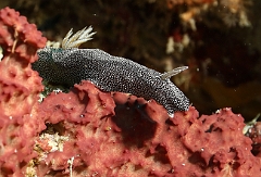 Raja Ampat 2016 - Glossodoris stellatus - Glarry Glossodoris - Nudibranche - IMG_5541_rc